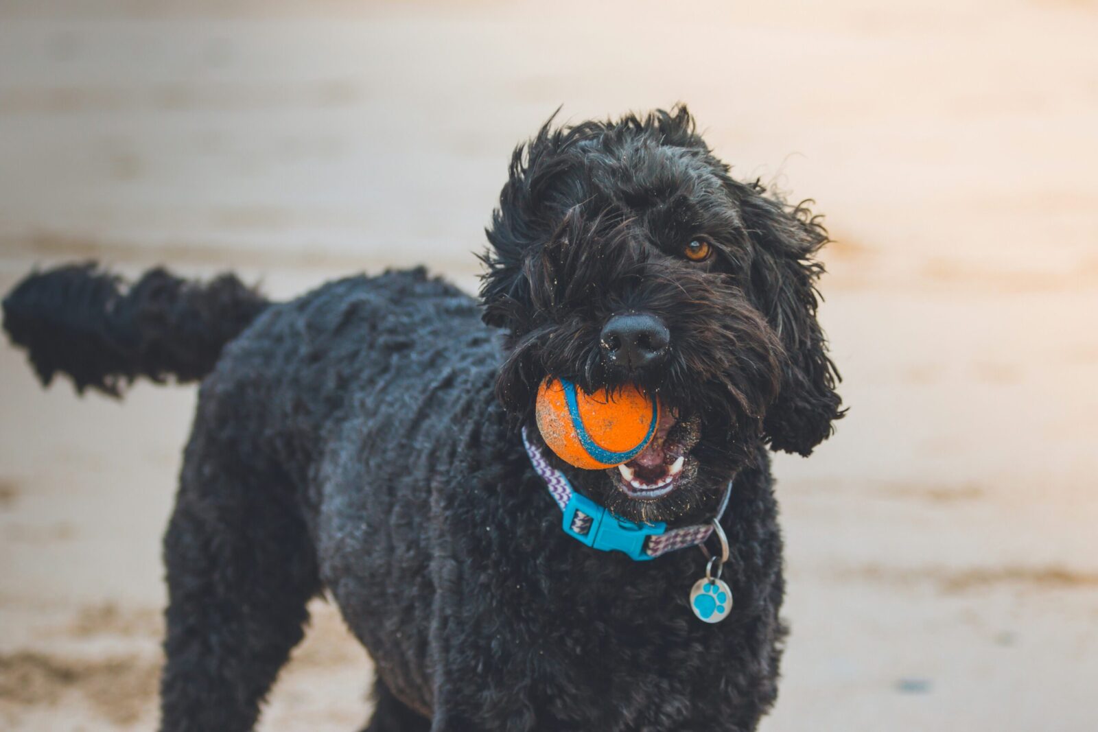 Cani che scodinzolano: sono sempre felici?